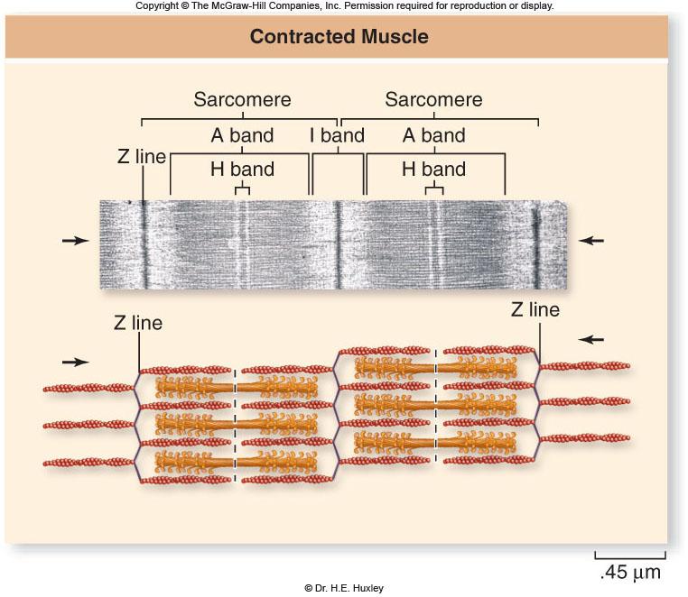 muscle contracts and shortens because the myofibrils contract and shorten -Myofilaments themselves do not shorten -Instead, the thick and thin filaments