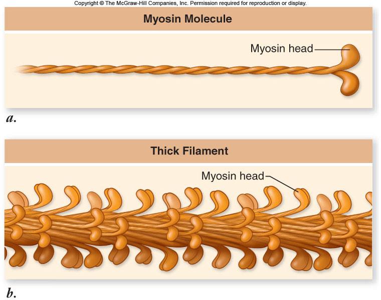 contraction 37 -A band does not change in size 38 39 40 A thick filament is composed of several myosin subunits packed together -Myosin consists of two