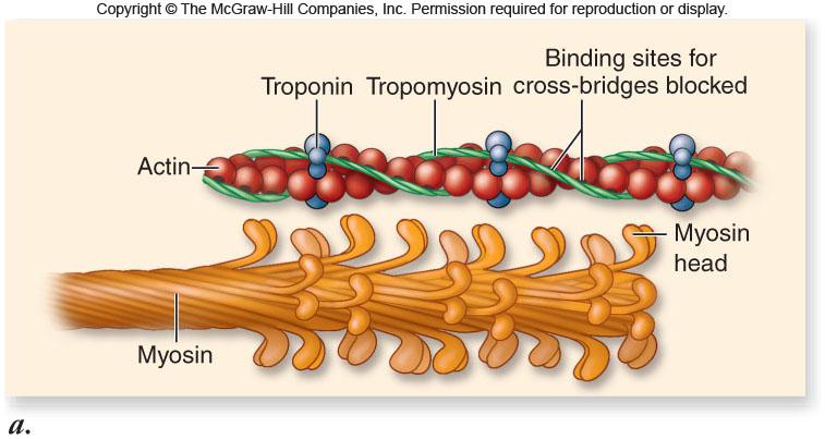 tropomyosin -In order for muscle to contract, tropomyosin must be removed by