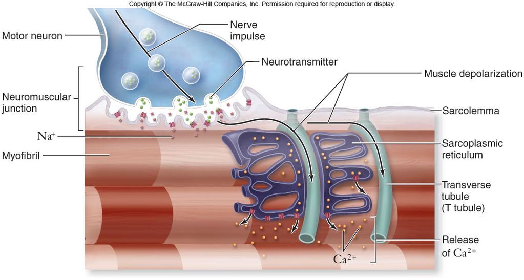 A muscle fiber is stimulated to contract by motor neurons, which secrete acetylcholine at the neuromuscular junction -The membrane becomes depolarized -Depolarization is