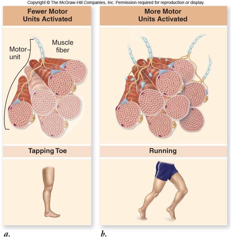 all of the muscle fibers it innervates -All fibers contract together when the motor neuron produces impulses Muscles that require precise control have smaller motor units