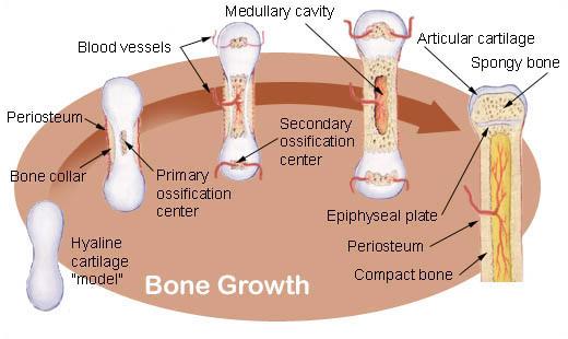 osteoblasts, osteocytes