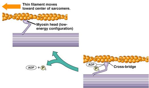 low E config Sliding filament theory The Role of Calcium