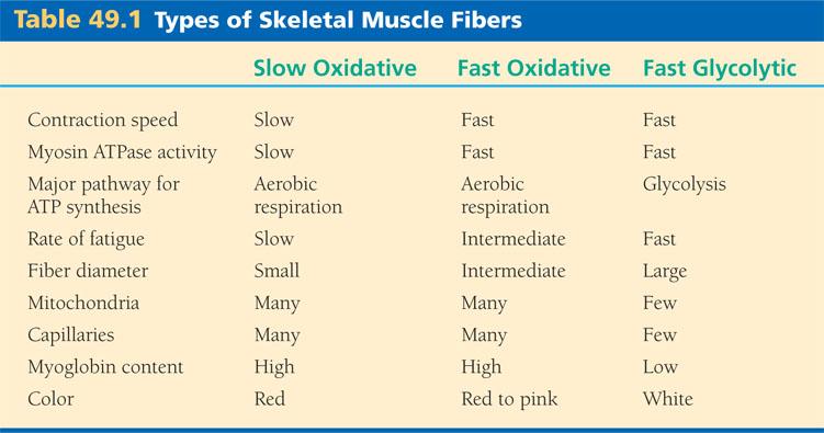 classified as slow oxidative, fast oxidative, and fast glycolytic Based on their contraction speed and major pathway for producing ATP Types of skeletal muscles Other Types