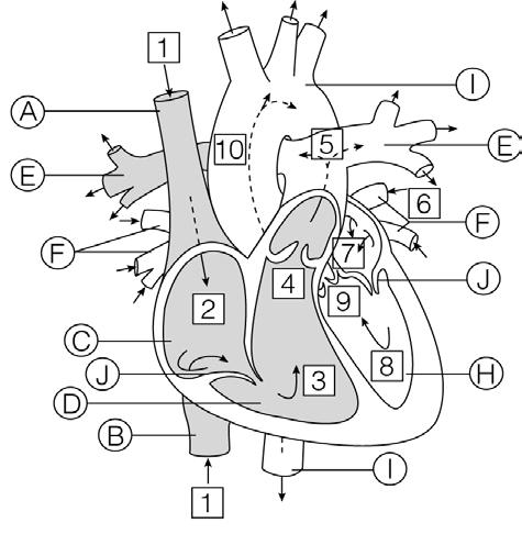 The Heart BLM 9-12 Your heart is divided into four chambers, which are connected by four valves. Each time the blood moves to a different chamber, the valve behind it closes.