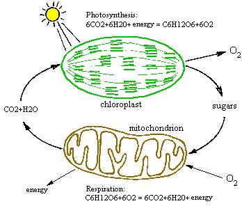 Plants make their own food in the chloroplast by the process of photosynthesis and stores the energy