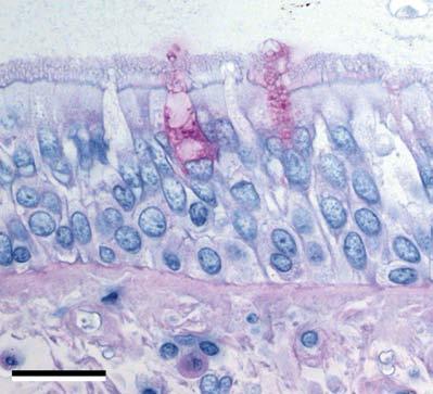 Panels A and C show the respiratory epithelium before the challenges, and Panels B and D show the epithelium after the challenges.