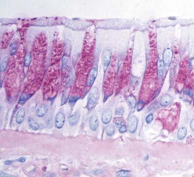 25 This concept identifies the epithelium as a key structural tissue.