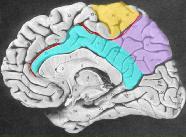 parietal lobes Best used in combination with an