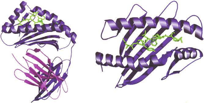 55 FIGURE 6-2 Class I major histocompatibility complex. MHC class I molecules bind short antigenic peptides in a central groove formed by two α-helices of the heavy chain.
