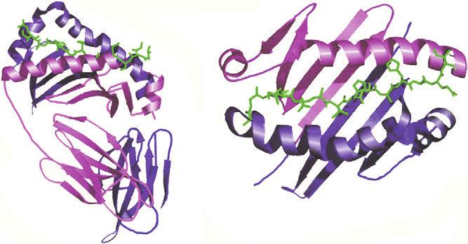 The structures that are depicted represent the murine H2-K b MHC class I molecule (purple) binding a peptide derived from vesicular stomatitis virus (green). β 2 -microglobulin is shown in pink.
