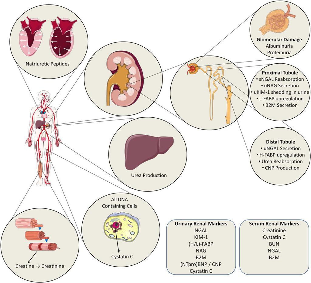 Biomarkers of renal injury and function 2583 Figure 2 Schematic overview of sources of renal biomarkers. Not all biomarkers link directly to renal function and the kidney.