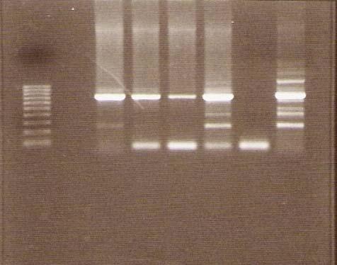 A MM 0.04 0.06 0.08 0.1 - + B l -MM h-mm Insert Vector p24 pqe30 p24 Lane 1 2 3 4 5 6 7 Lane 1 2 3 4 Figure 3-4. Purity of PCR product and insert product of HIV-1 N20 p24 gene.