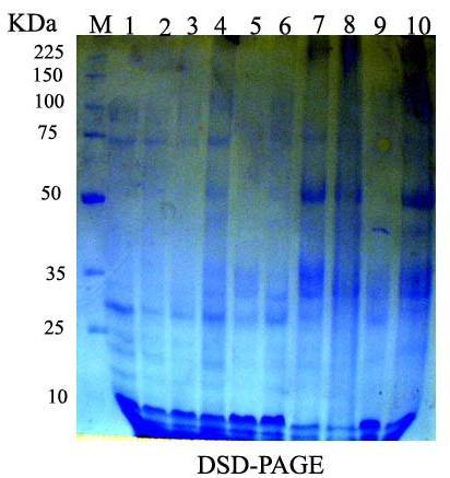 International Journal of Modern Botany 2014, 4(2): 61-74 67 noticed that all lanes concerning challenged treatments (T2, T4, T6 and T8) showed a higher number of protein bands (13, 11, 9 and 12