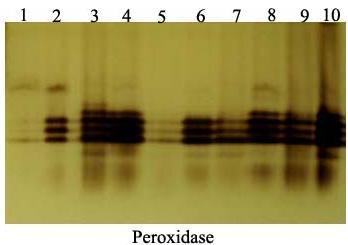 Native acrylamide gel (10%) electrophoresis of POD-isozymes produced in the leaves of squach plants treated with biotic inducers.