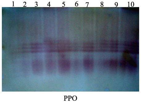 (T8) Figure 6. Protein fractions of the leaves of squash plants challenged and non-challenged using SDS-PAGE. M) Marker,  (T8) 3.5. Detection of Isozymes Markers 3.5.1.