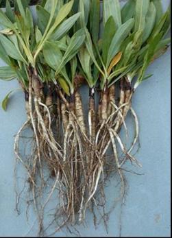 Parts Used The underground components are used consisting of the rhizome (rootstock) and roots. Synonyms About 180 species of Gentians, distributed widely throughout the world.