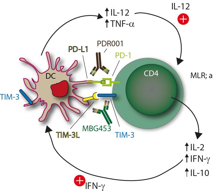 MBG453 and PDR001 blockade synergize to increase inflammatory cytokine secretion in