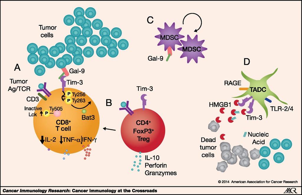The TIM-3 pathway in cancer Anderson, Cancer Immunol