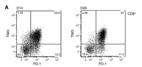 Infiltrating CD8+ effectors express high levels of TIM-3