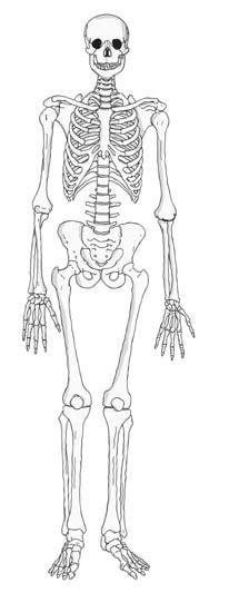 This framework is called the skeleton (Fig. 8.6.) How do we know that this is the shape of a human skeleton? How do we know the shapes of the different bones in our body?