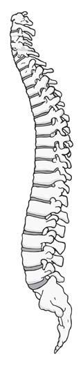 They join the chest bone and the backbone together to form a box. This is called the rib cage.