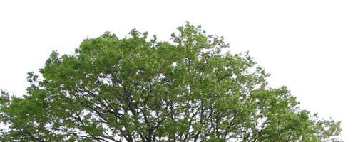 Praća S. Prehranske ter fizikalno-kemijske lastnosti plodov navadnega koprivovca (Celtis australis). 4 Slika 2: Fotografija drevesa navadnega koprivovca 2.1.