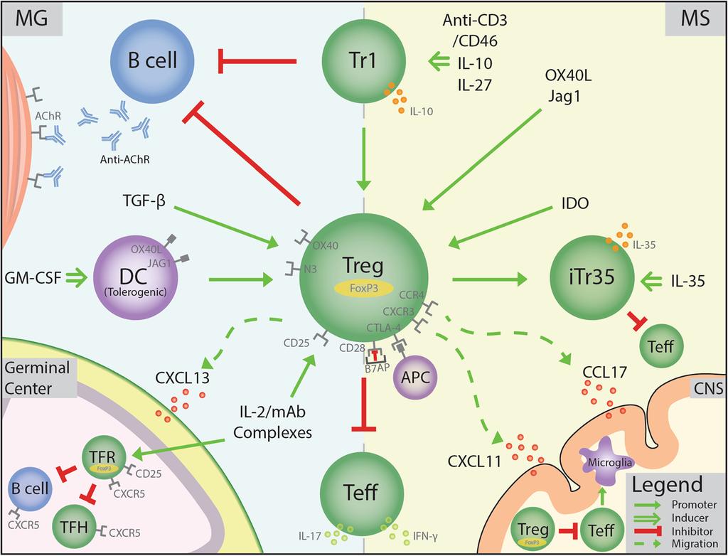 Danikowski et al. Journal of Neuroinflammation (2017) 14:117 Page 7 of 16 Fig. 1 MG and MS treatment schemes aimed at augmenting Tregs based on experimental models.