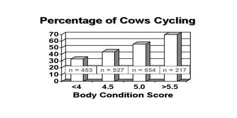 The percentage distribution of cows in estrus after treatment was influenced by a treatmentx cycling status interaction (P<.01; Figures 5 and 6).