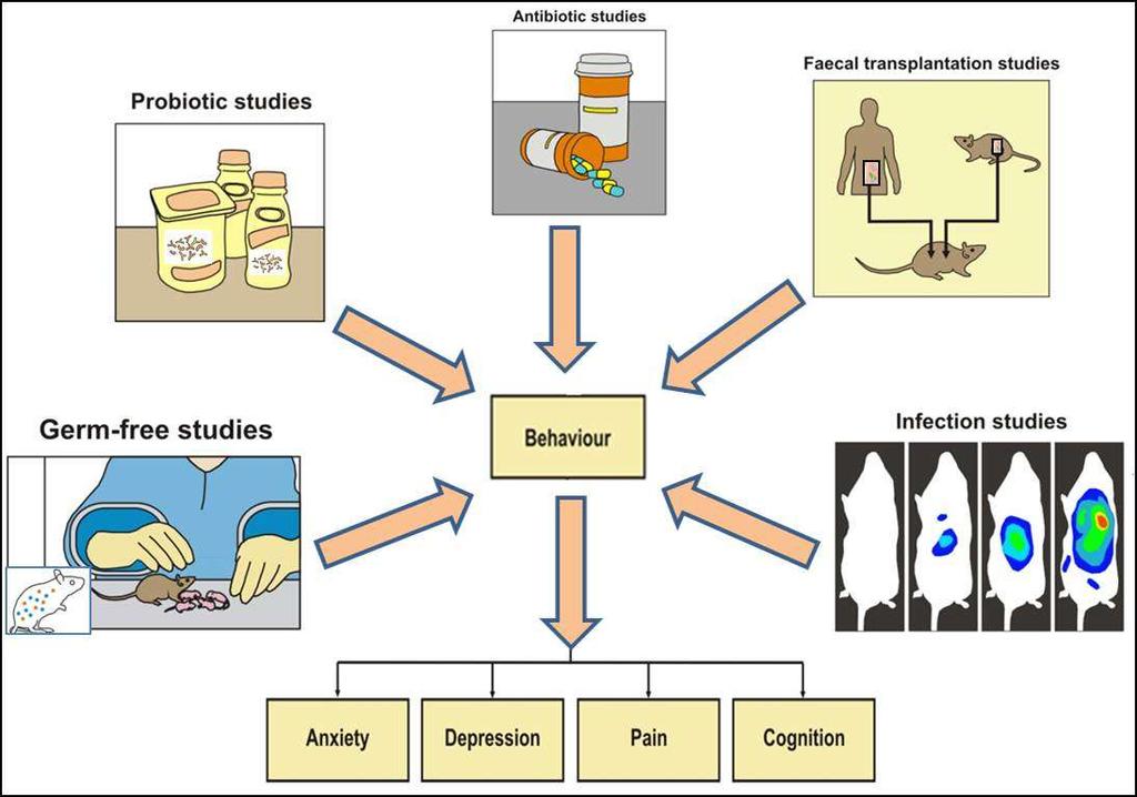 Microbiota, Brain and Behaviour Clarke