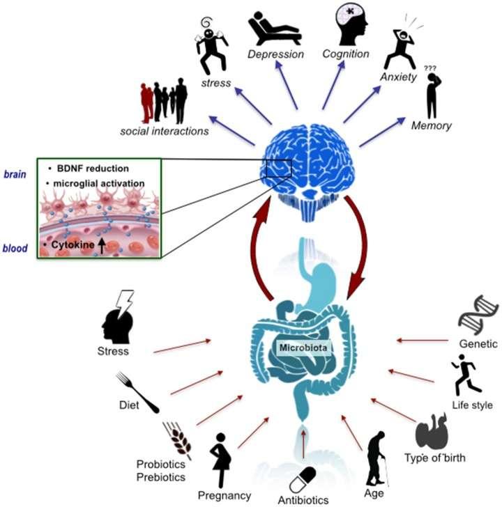Summary & Conclusions Gut microbiota is both stress-susceptable and can regulate stress response Regulates behaviours and physiology relevant to neuropsychiatric disorders