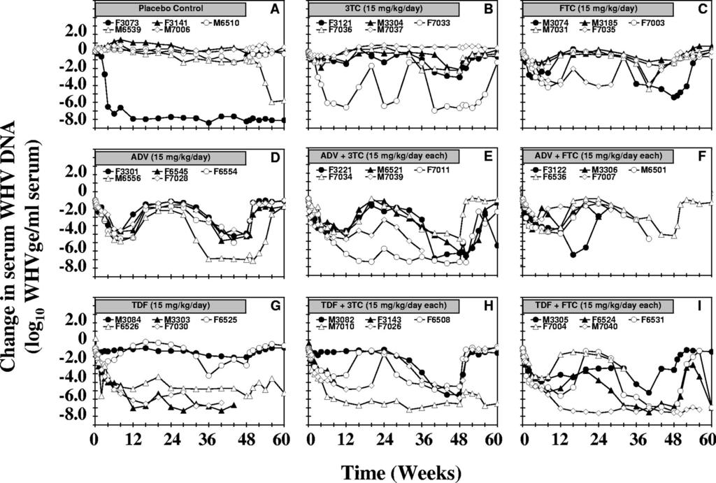 VOL. 52, 2008 3TC, FTC, ADV, AND TDF IN CHRONIC WHV INFECTION 3619 FIG. 1.