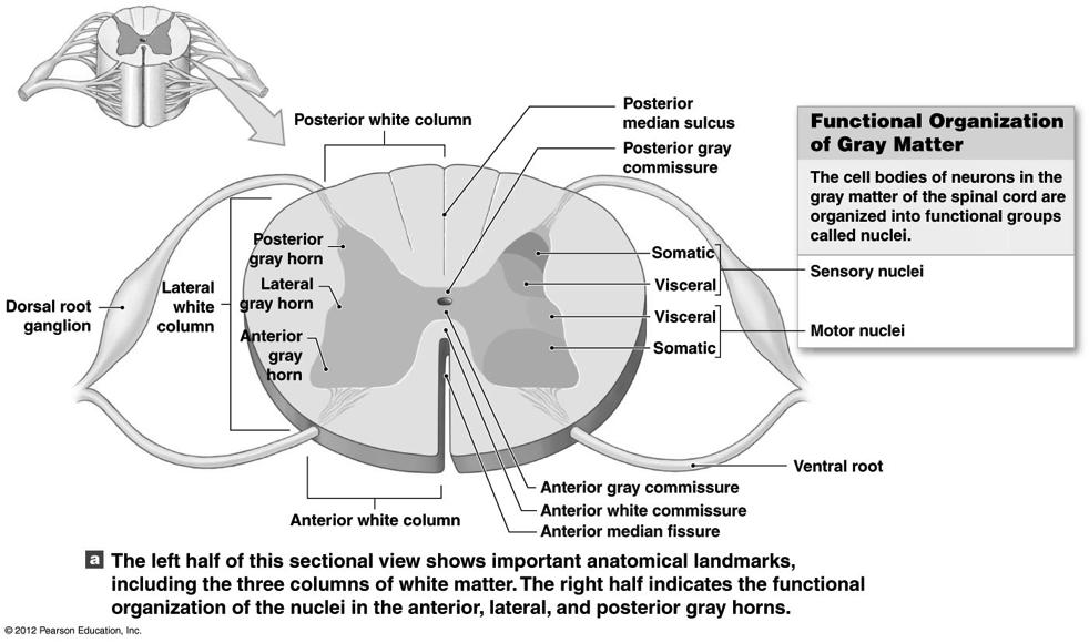 Gray Matter in the Cord see Figure 13-5a! Nuclei - collections of cell bodies with a similar function! Ventral (anterior) gray horns! Somatic motor nuclei! Efferent information to skeletal muscles!