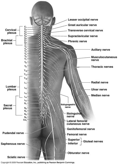 Spinal Nerve Categories Figure 13-9! Pairs of spinal nerves:!! 8 cervical!