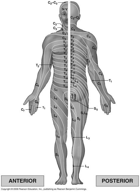 Dermatomes Figure 13-7! Dermatome = specific region of skin innervated by a single pair of spinal nerves.!!! Clinically important for diagnoses of specific neuropathies.! 39! Nerve Plexuses!