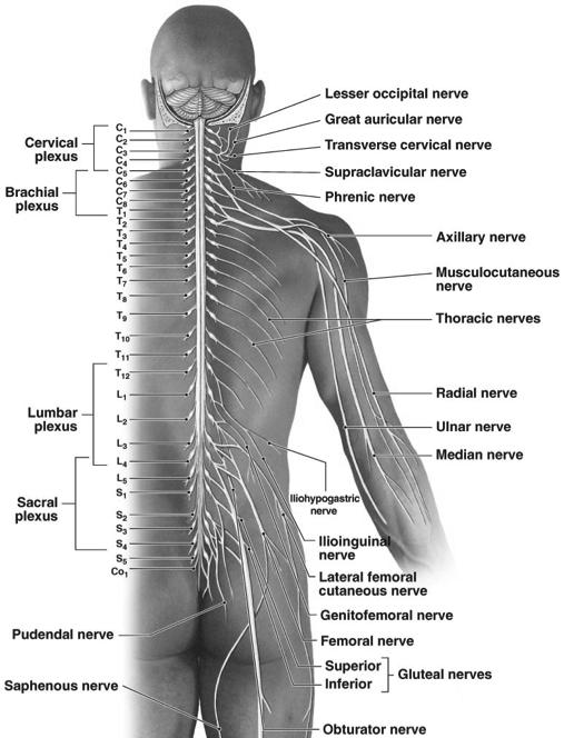 Peripheral Nerves and Nerve Plexuses!