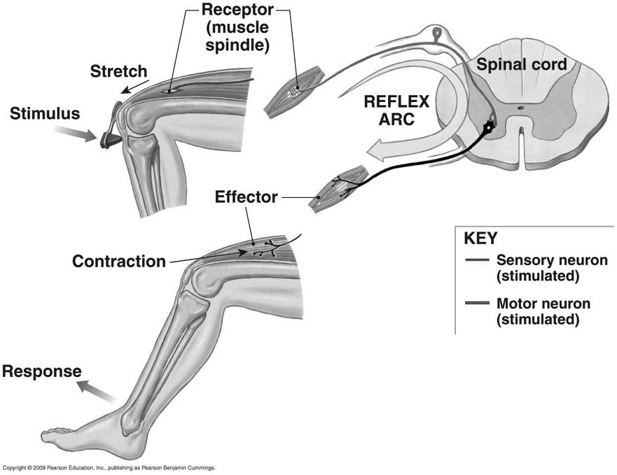 The Patellar (Knee-jerk) Reflex Figure 13-17! + + = excitatory synapse! 55! Muscle Spindles 1!