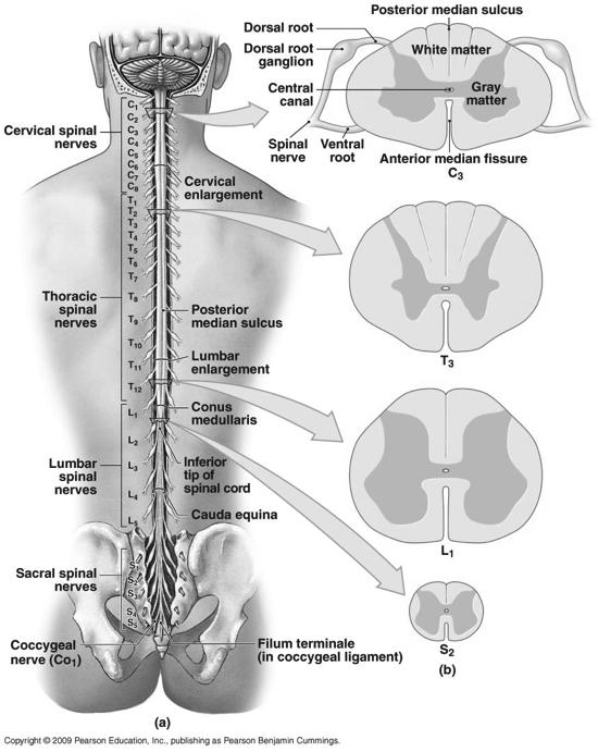Gross Anatomy of the Spinal Cord Figure 13-2! 7! Spinal Cord Functions/Anatomy! Spinal cord functions:! Convey sensory information to brain! Convey motor information to PNS!