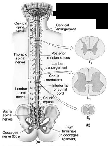 Spinal Cord Gross Anatomy (1 of 2)! Enlargements:! Regions where cord is thicker! Cervical enlargement! Fibers to and from arms! Lumbar enlargement!