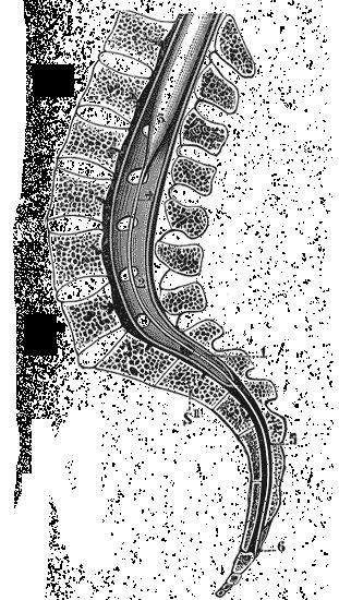 Conus Medullaris, Filum Terminale! 1st lumbar! Vertebra! Gray s anatomy! www.bartleby.com/107/illust661.html! Subarachnoid! space! Conus medullaris! Dura mater! 2nd sacral vertebra! 1st coccygeal!