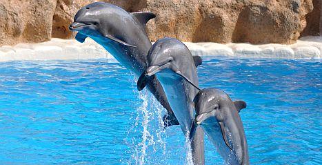 Dolphins By