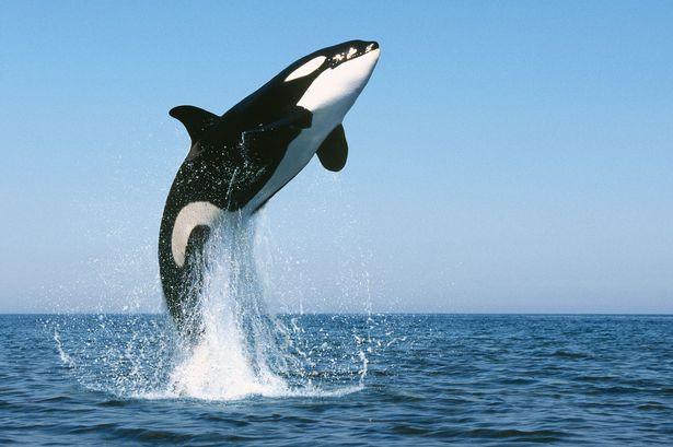 They feast on marine animals and also fish, squid and seabirds. Killer whales hunt in pods, family groups of up to 40 individuals.
