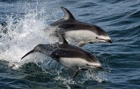 New Burrunan A new species of dolphin was found in Victoria Australia, Phillip Bay in 2011. It is only the third time since the 1800s that a new species of dolphin has been discovered.