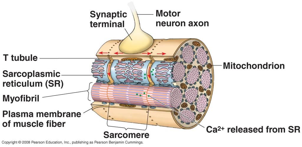Working unit of skeletal muscle cell How is a
