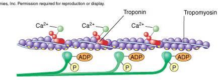 allows tropomyosin to move,