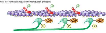release actin Cross-bridge release: ATP broken down to ADP + P.