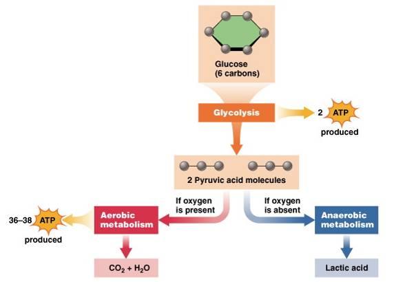 Replenishing ATP: Glucose metabolism