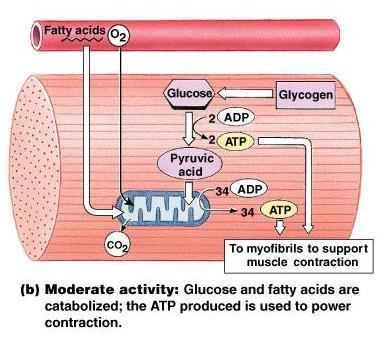 Moderate muscle activity Enough 0 2 around Fatty acids and glucose burned