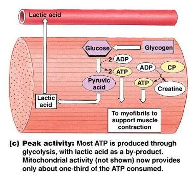 Peak muscle activity Not enough 0 2 around Most (~ 66%) ATP produced via glycolysis.