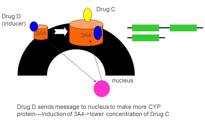 results in an increase in production of the CYP3A4 enzyme. Drug C as a result is metabolized more extensively.